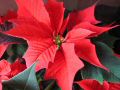 poinsettia.jpg