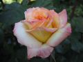 IMG_4066.jpg