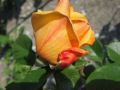 IMG_4068.jpg