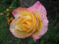 IMG_6819.jpg